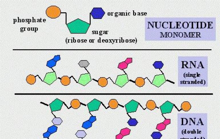 Как работают гены, что такое РНК, нуклеотиды, синтез белка