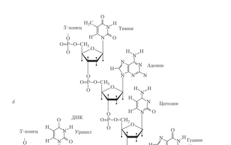 Химический состав и структурная организация молекулы днк